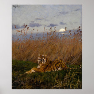 Ein Tiger unter den Rushs im Mondschein Poster