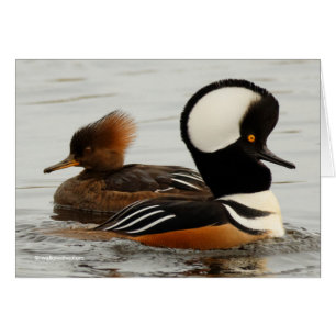 Ein Treffen gehobener Merganser