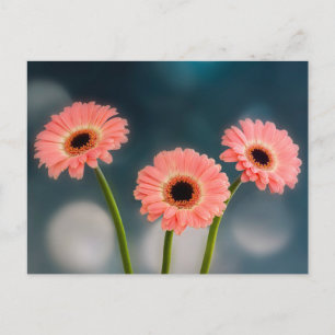 Ein Trio der rosa Gerberas Postkarte