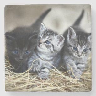 Ein Trio von Kittens Nesseled Steinuntersetzer