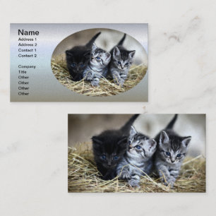 Ein Trio von Kittens Nesseled Visitenkarte