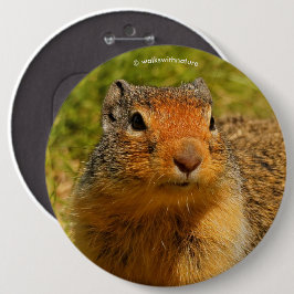 Ein Twitscherstäbchen-Eichhörnchen aus der Columbi Button