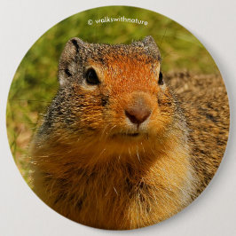 Ein Twitscherstäbchen-Eichhörnchen aus der Columbi Button