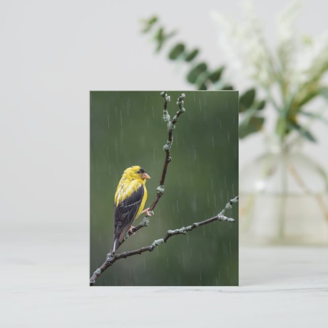 Ein unglücklicher Goldfinch Postkarte (Stehend Vorderseite)