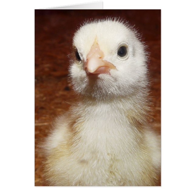 Ein unglückliches kleines Huhn (Vorne)