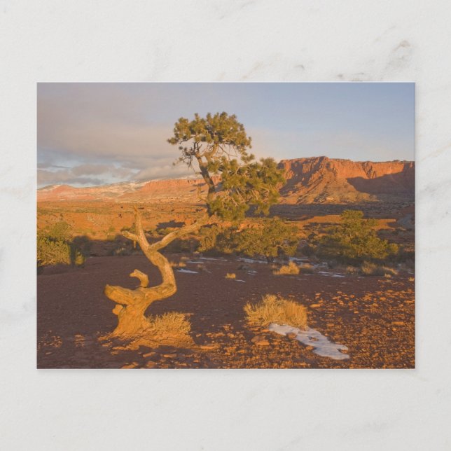 Ein Utah Juniper Juniperus Osteosperma) Postkarte (Vorderseite)