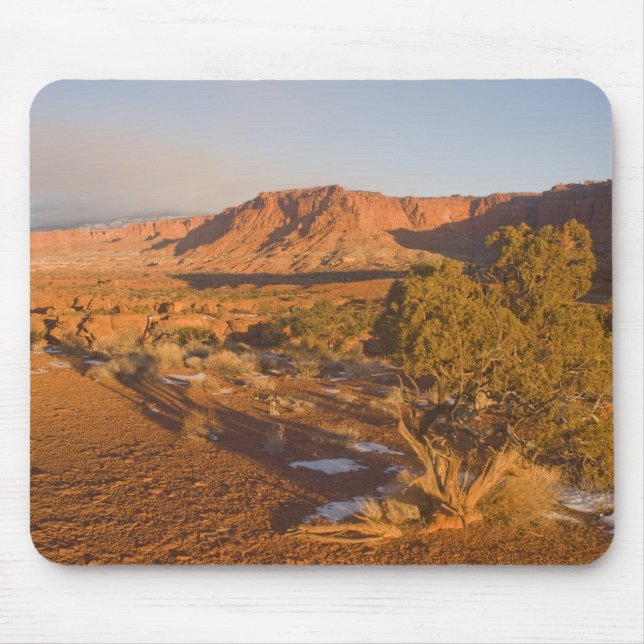 Ein Utah-Wacholder (Juniperus osteosperma)-Baum in Mousepad (Vorne)