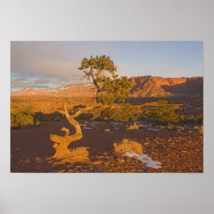 Ein Utah-Wacholder (Juniperus osteosperma)-Baum in Poster