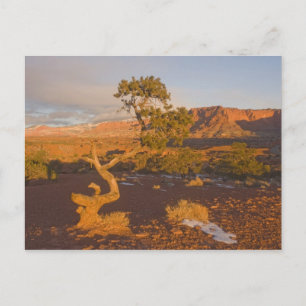 Ein Utah-Wacholder (Juniperus osteosperma)-Baum in Postkarte