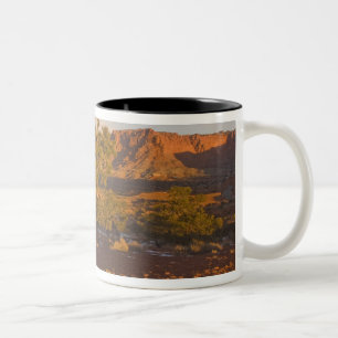 Ein Utah-Wacholder (Juniperus osteosperma)-Baum in Zweifarbige Tasse