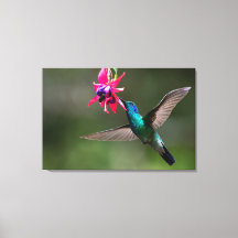Ein Veilchenohrkolibri im Wolkenwald