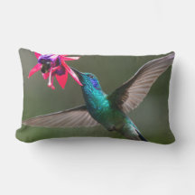 Ein Veilchenohrkolibri