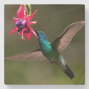 Ein Veilchenohrkolibri Steinuntersetzer