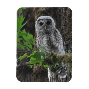 Ein verschwommenes Baby mit Barred Owlet Magnet