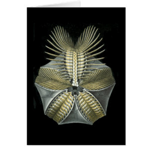 Ein versteinerter Seeigel