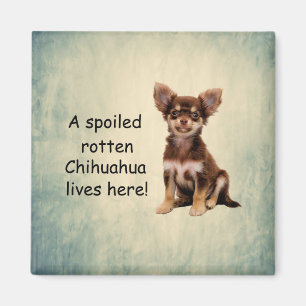 Ein verwöhnter Rotten-Chihuahua-Hund lebt hier Magnet