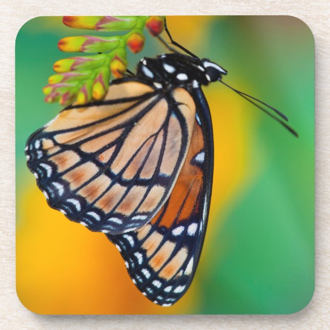 Ein Viceroy Butterfly auf Blume Getränkeuntersetzer (Vorderseite)