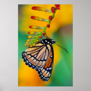 Ein Viceroy Butterfly auf Blume Poster