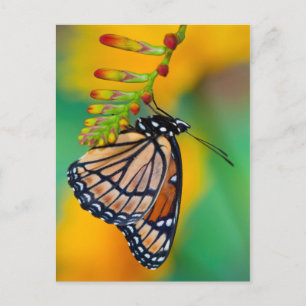 Ein Viceroy Butterfly auf Blume Postkarte