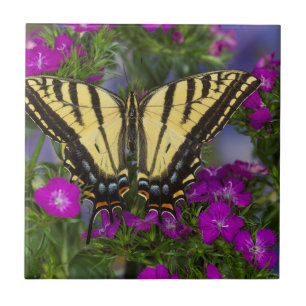 Ein Viceroy Butterfly auf dunkelrosa Blume Fliese