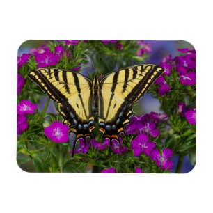 Ein Viceroy Butterfly auf dunkelrosa Blume Magnet
