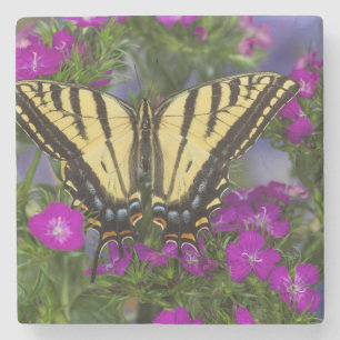 Ein Viceroy Butterfly auf dunkelrosa Blume Steinuntersetzer