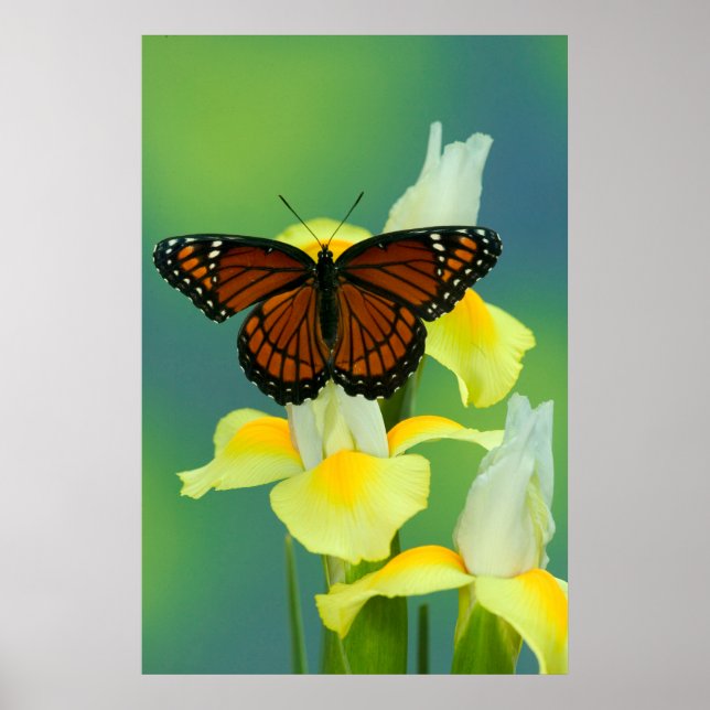 Ein Viceroy Butterfly auf einer gelben japanischen Poster (Vorne)