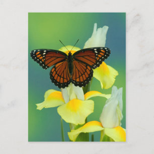 Ein Viceroy Butterfly auf einer gelben japanischen Postkarte