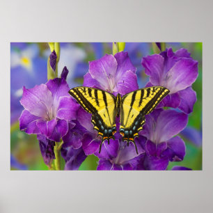 Ein Viceroy Butterfly auf Lila Glads Poster