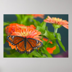 Ein Viceroy Butterfly auf Orange Zinnias Poster