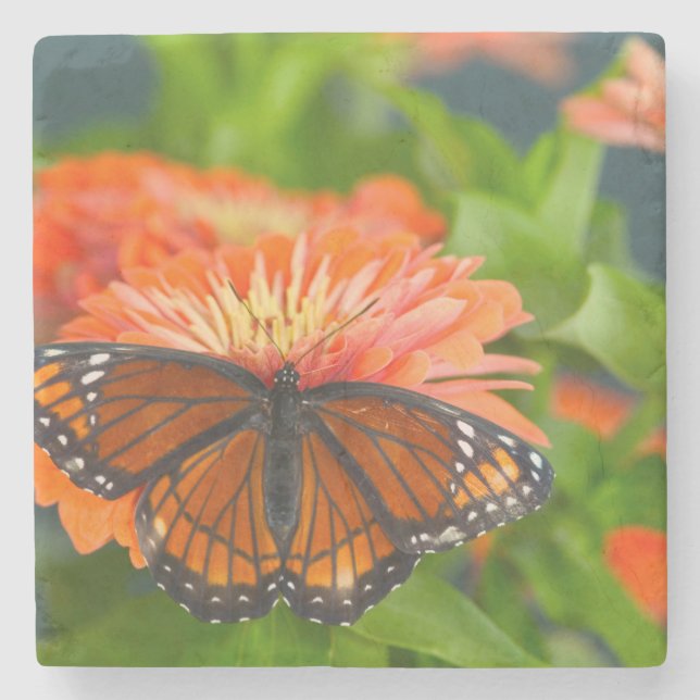 Ein Viceroy Butterfly auf Orange Zinnias Steinuntersetzer (Vorderseite)