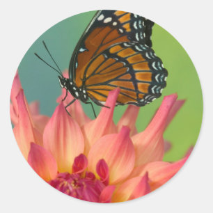 Ein Viceroy Butterfly auf Zinnia Runder Aufkleber