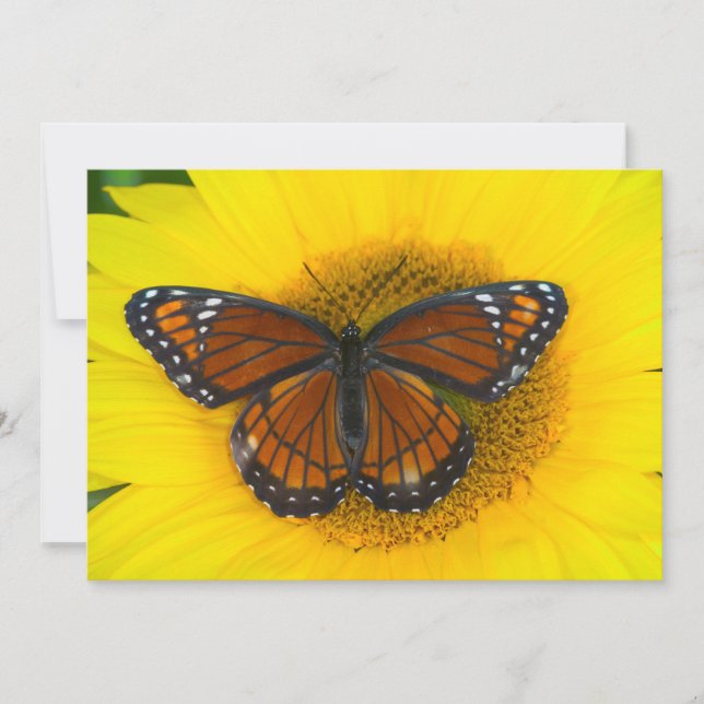 Ein Viceroy Butterfly | Limenitis Archippus Dankeskarte (Vorderseite)