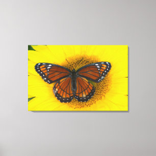 Ein Viceroy Butterfly Limenitis Archippus Leinwanddruck