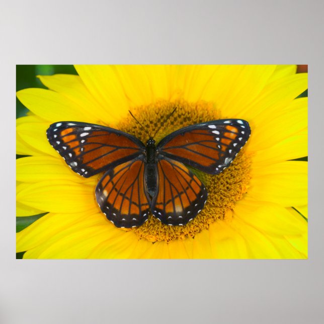 Ein Viceroy Butterfly | Limenitis Archippus Poster (Vorne)