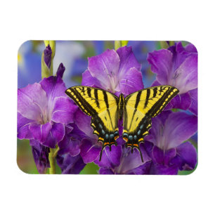 Ein viceroy-Schmetterling auf lila Glads Magnet