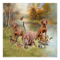 Ein vielseitiger Aristokrat in Ungarisch Vizsla