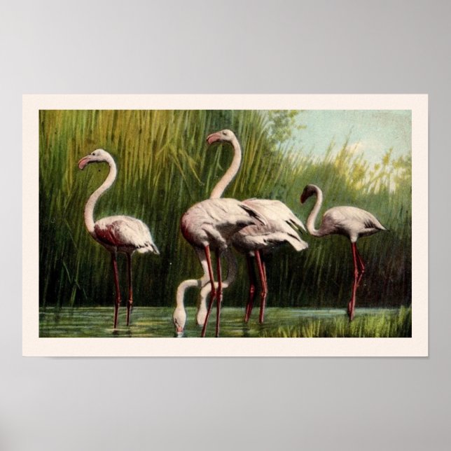 Ein Vintag rosa Flamingo-Druck Poster (Vorne)