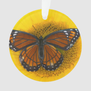 Ein Vizekönig-Schmetterling  Limenitis Archippus Ornament