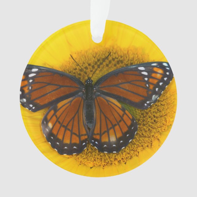 Ein Vizekönig-Schmetterling| Limenitis Archippus Ornament (Vorderseite)