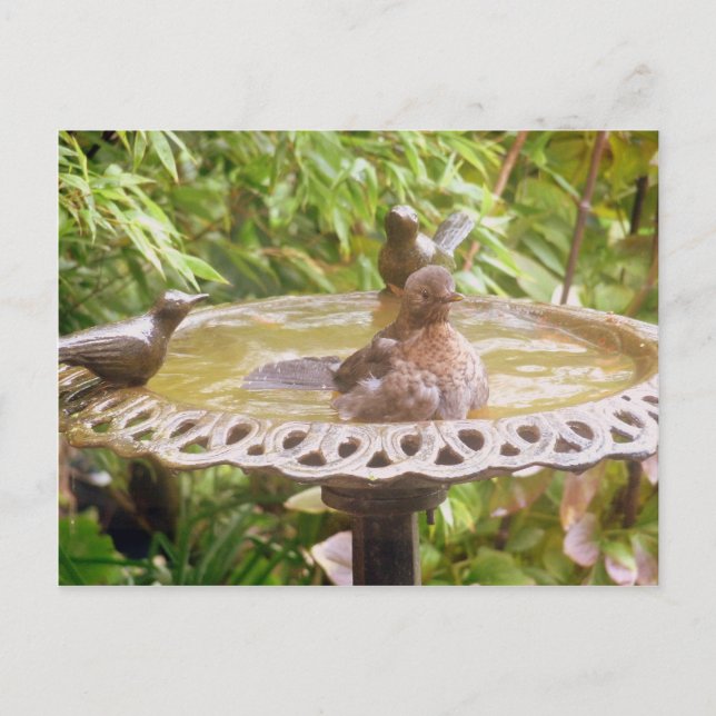 Ein Vogel im Bad Postkarte (Vorderseite)