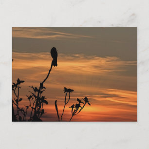 ein Vogel im Baum bei Sonnenuntergang Postkarte