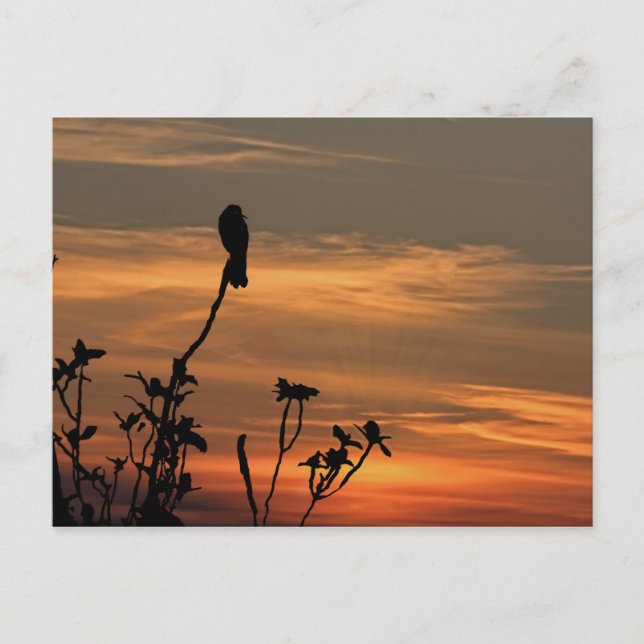 ein Vogel im Baum bei Sonnenuntergang Postkarte (Vorderseite)