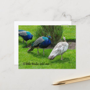 "Ein Vögelchen hat mir verraten ..." Pfauen Postka Postkarte