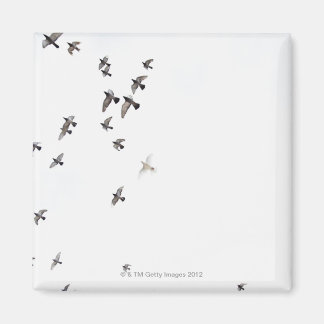 Ein Vogelschwarm fliegt am Himmel Magnet