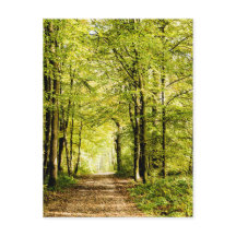 Ein von Blätter bedeckter Weg in einem Zauberwald