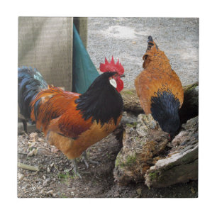 Ein Vorwerks-Hühnerpaar, Rooster und Hen-Eating Fliese