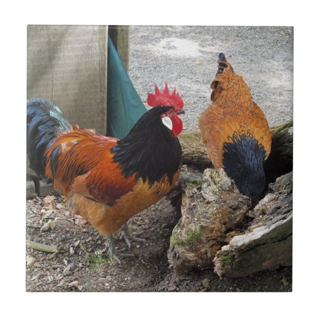 Ein Vorwerks-Hühnerpaar, Rooster und Hen-Eating Fliese (Vorderseite)