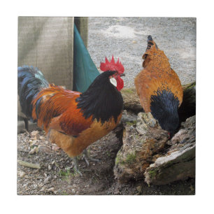 Ein Vorwerks-Hühnerpaar, Rooster und Hen-Eating Fliese