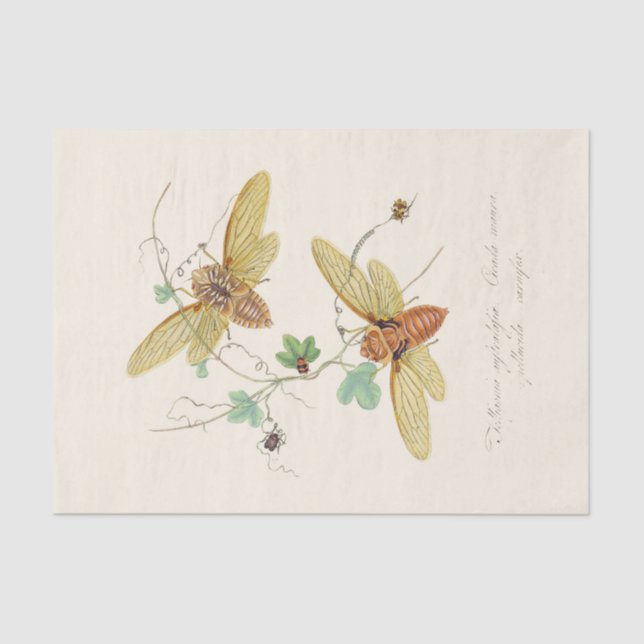 Ein Wahrzeichen der Naturgeschichte der Insekten Seidenpapier (Vorderseite)